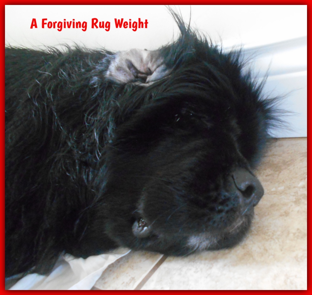A Forgiving Rug Weight